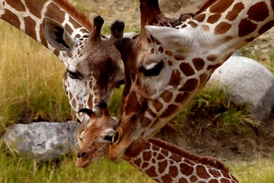 Baby Giraffe Wallpaper HD