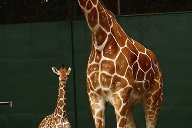 Giraffe Baby iPhone 4s Wallpapers Download