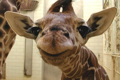 Cute Baby Giraffe