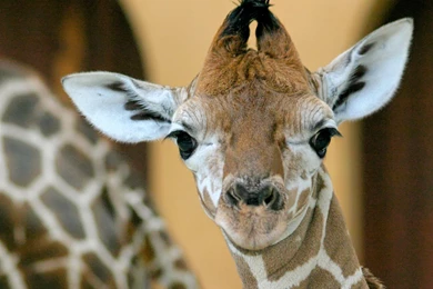 Giraffe Images