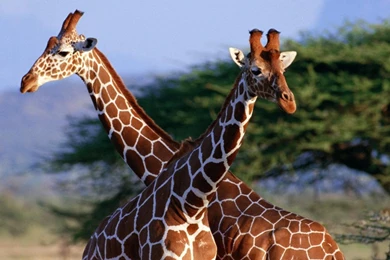 Giraffe And Baby Giraffe Wallpapers 1104 Open Walls
