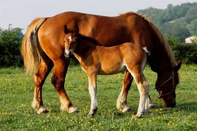 Baby Horse   Cute Pictures, Facts, Feeding And Training
