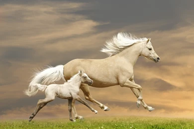 Baby White Horse   Wallpaper.