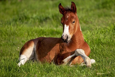Brown Baby Horse Laying Down Desktop Wallpapers