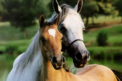 Horses Pictures   Beautiful Horses Animal Pictures