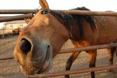 Funny Horse Baby Image, Baby Horse