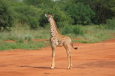 25 Awesome Giraffe Pictures For You
