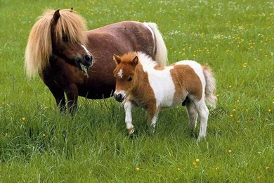 Falabella Horses With Baby Wallpapers   Bing Images