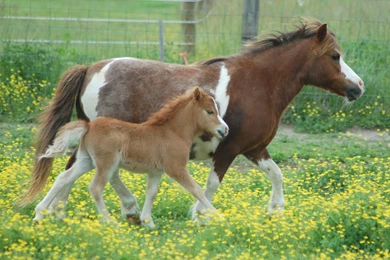 Baby Horse   Wallpaper.