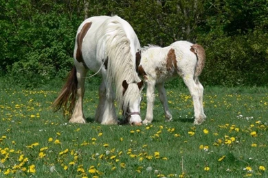 Baby Horses Wallpaper Images   Android Apps On Google Play