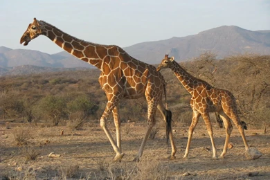 1000+ Ideas About Giraffe Wallpapers On Pinterest