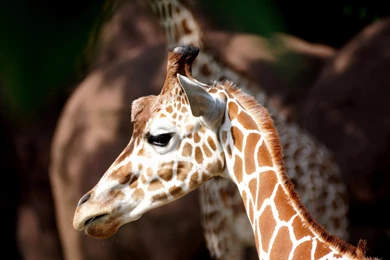 4K Baby Giraffe Wallpapers