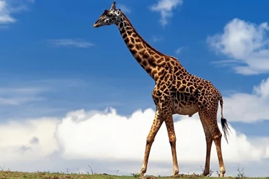 Giraffe Desktop Backgrounds   Wallpapers Cave