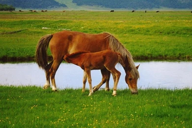 Mother And Baby Wallpapers   Desktop Backgrounds