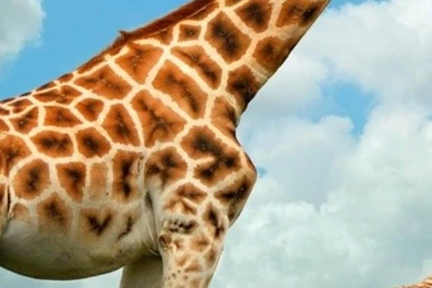 SuperHD.pics: Feeding The Baby Giraffe Africa Sky Wildlife Food ...