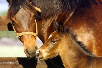 Animals Zoo Park: Horse Wallpapers, Photos, Pictures