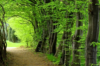 Wallpapers Forest Cartoon Pictures Green 2560x1440