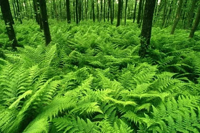 Green Forest Best Wallpaper Images