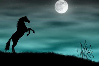 Beautiful Baby Horses Images