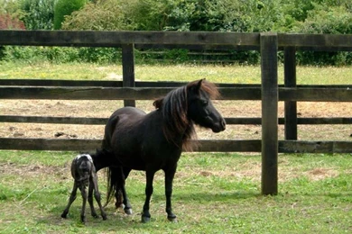 Baby Horses Wallpaper Images – Android rakendused Teenuses Google Play