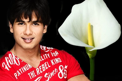 Shahid Kapoor Wallpapers (1024x768) : Indya101.com