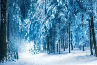 1280x800 Light Blue Winter Forest Desktop PC And Mac Wallpapers