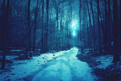The Winter Snow Forest Shallow Blue Backgrounds Widescreen And HD ...