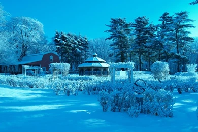 Blue Garden Blue Winter Rose – Nature Winter HD Desktop Wallpapers