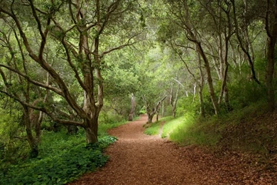 Nature Rain Jungle Forest Tropical 1600x1200 Wallpapers High ...