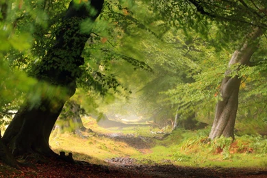 Forest High Resolution Wallpapers Phone : Nature Wallpapers ...