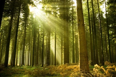 Download Wallpapers, Download 2560x1600 Sun Trees Forest 3000x2000 ...