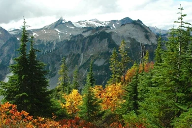 Nature Trees Autumn Forest 1280x1024 Wallpapers High Quality ...