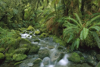 Forest High Resolution Wallpapers 14697   HD Wallpapers Site