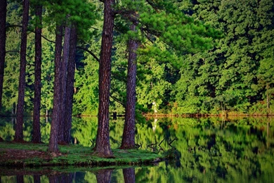 The Stories — RascalBurgers