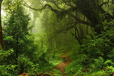 Forest High Quality Resolution Wallpapers With High Resolution ...