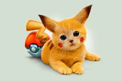 Cat HD Wallpapers, Animation And Cartoon Backgrounds