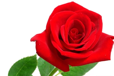 Red Rose Flower HD Wallpapers   New Hd WallpaperNew Hd Wallpapers