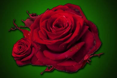 Red Rose Flower Splash HD Wallpapers