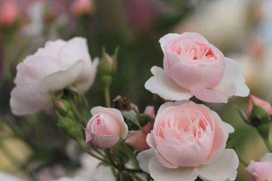 Pink Rose Flower HD Wallpapers