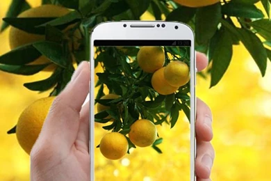 Lemon HD Wallpapers   Android Apps On Google Play