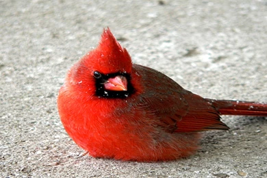 Computer Cardinal Wallpapers, Desktop Backgrounds 2560x1600 Id