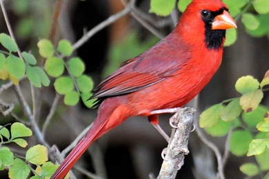Northern Cardinal Desktop And Mobile Wallpapers   Animals Town