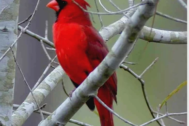 Northern Cardinal Wallpapers   Animals Town