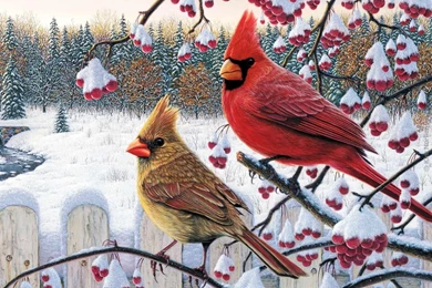 Cardinal Bird Wallpapers   Wallpapers Cave