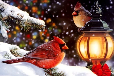 Cardinal Computer Wallpapers, Desktop Backgrounds