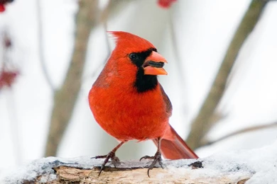 Christmas Bird Count Wallpapers   Crazy Frankenstein