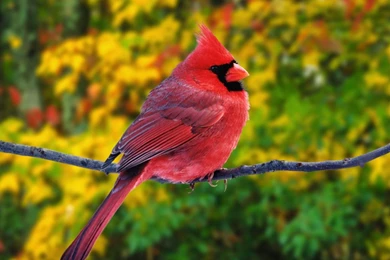 Cardinal Wallpapers   Beautiful Red Bird