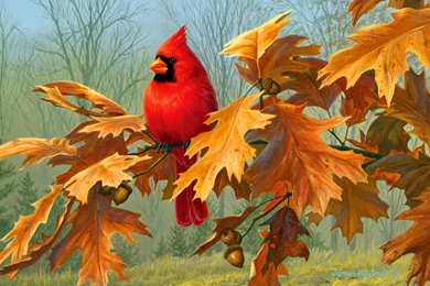 Cardinal Computer Wallpapers, Desktop Backgrounds