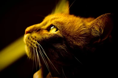 Cool HD Wallpapers 1080p Pretty 4863v   Wallpapers HD Fix