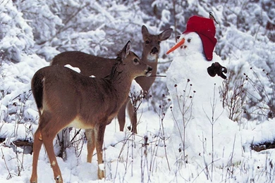 Free Christmas Wallpapers High Definition L2A » WALLPAPERUN.COM